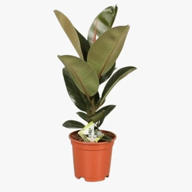 Rubber Plant Ficus Elastica Robusta