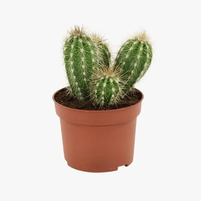 Pachy Cactus