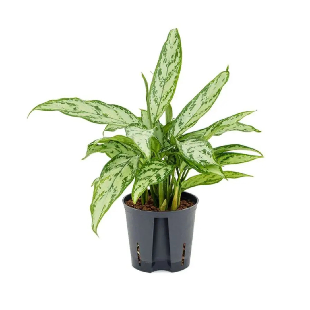 Aglaonema Silver Queen