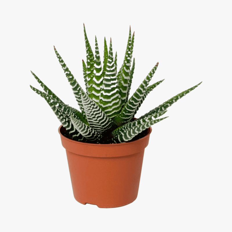 Zebra Plant Haworthia