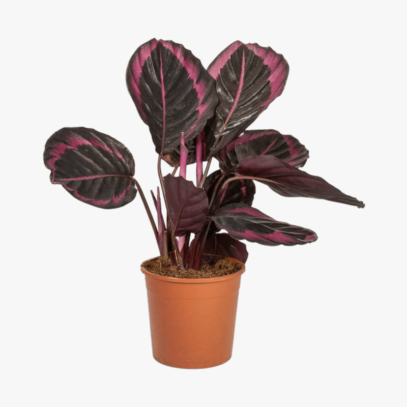 Calathea Roseopicta Big size