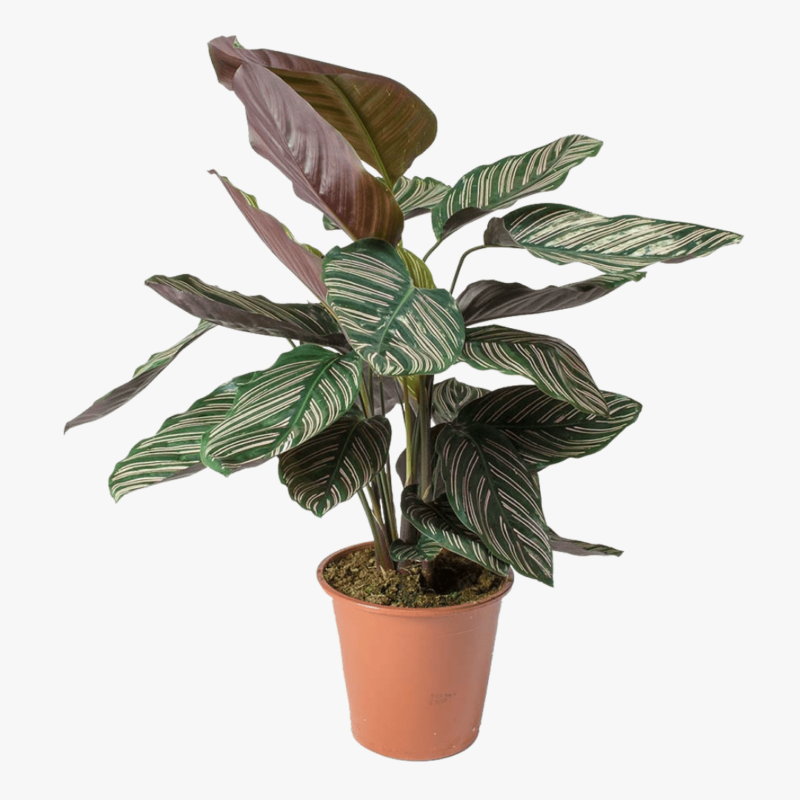 Calathea Ornata