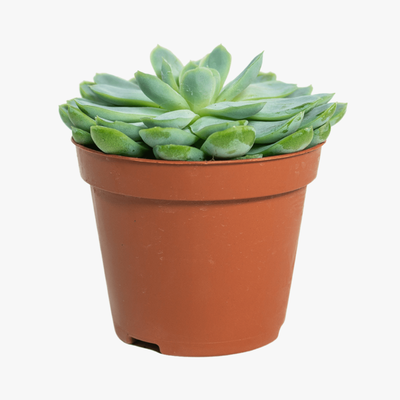 Echeveria elegans