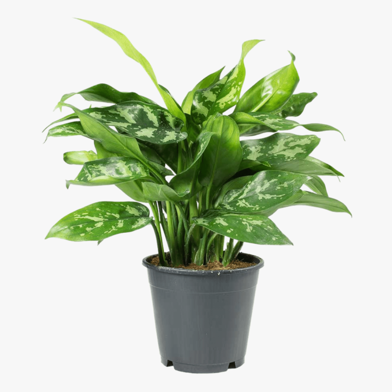 Aglaonema Maria – Chinese Evergreen Bushy