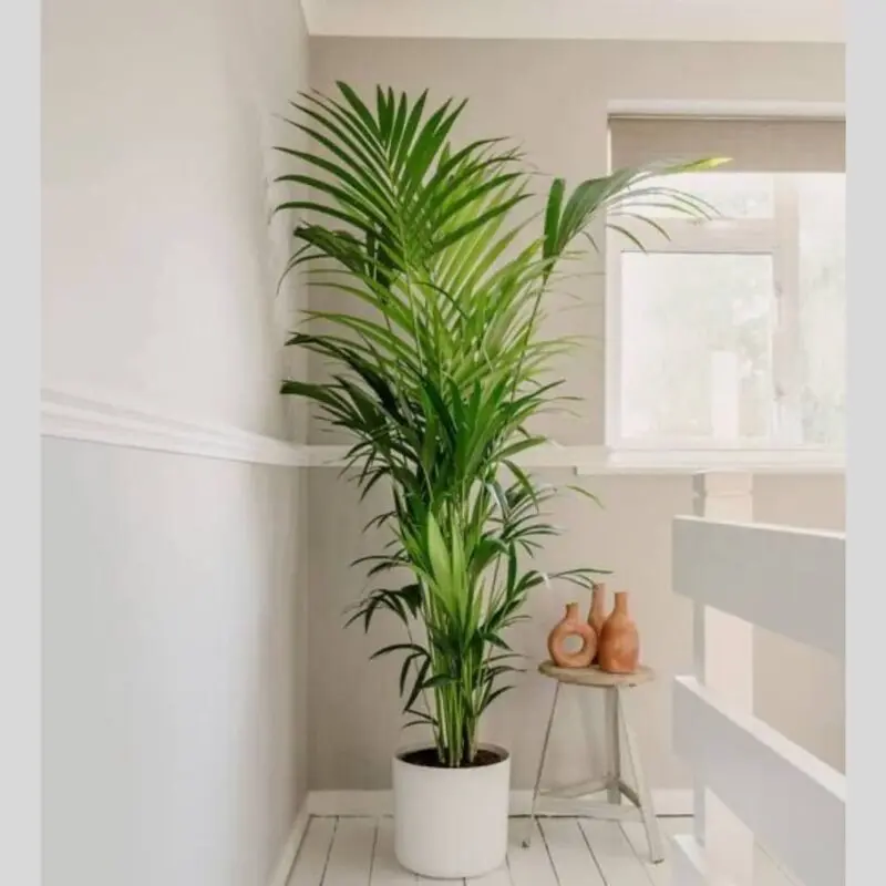 Kentia Palm 150cm Big size