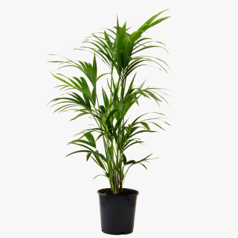 Kentia Palm 115 cm