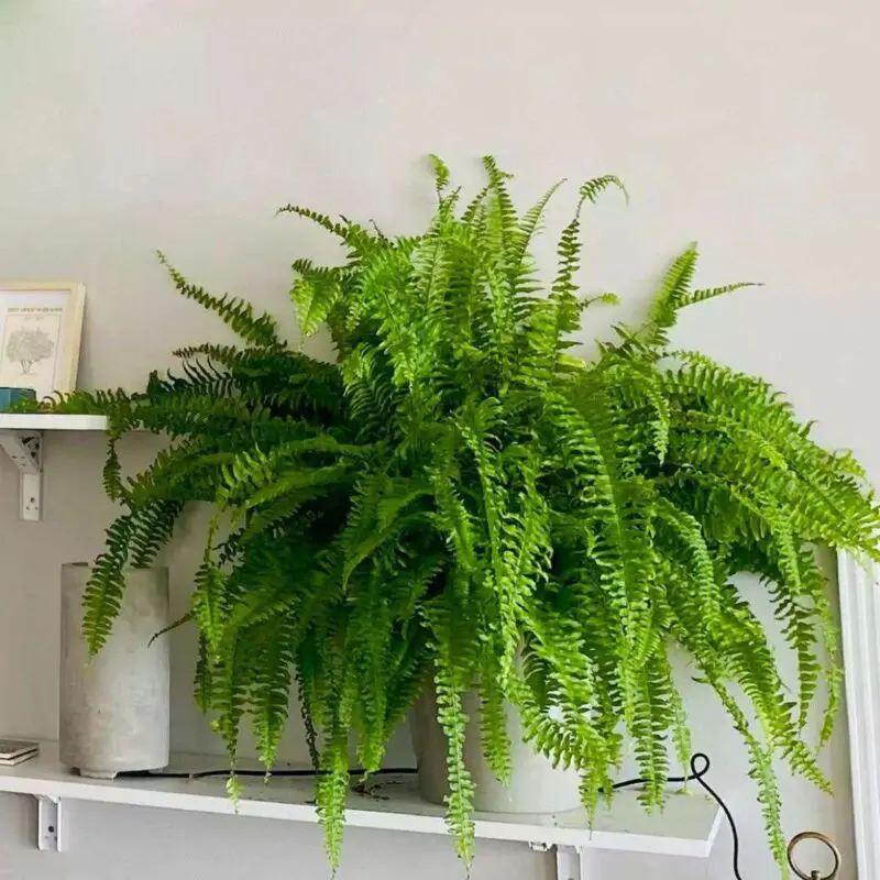 Boston Fern (Big Size)