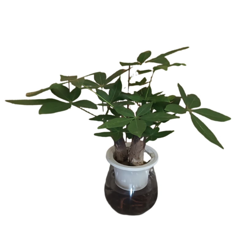 Pachira Plant (Money Tree) Self-Watering 