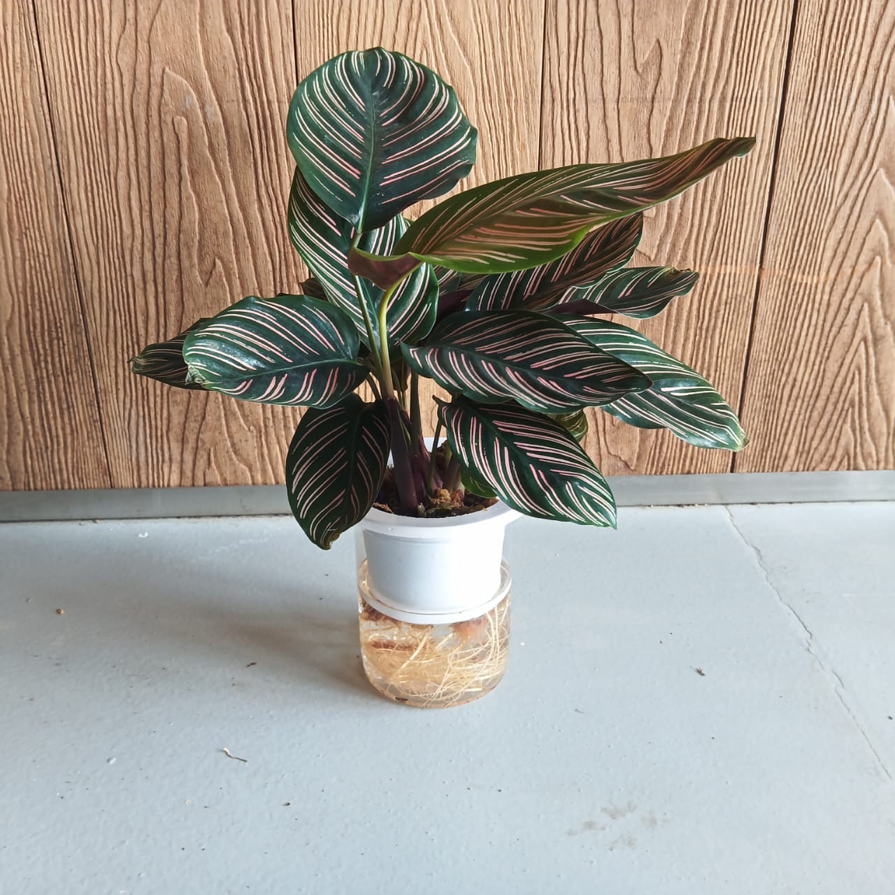 Calathea Zebrina (Self Watering )