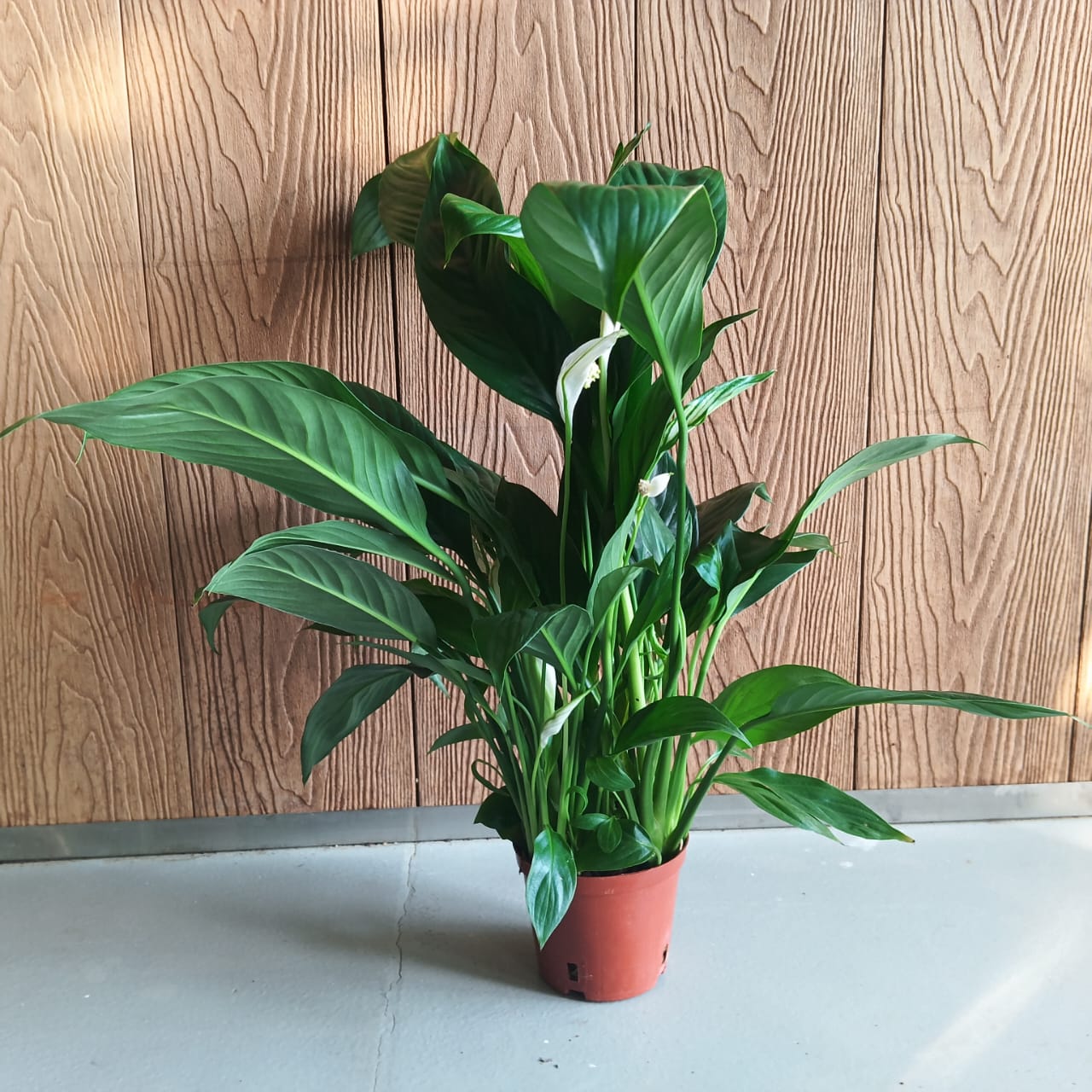 Peace Lily (Small)