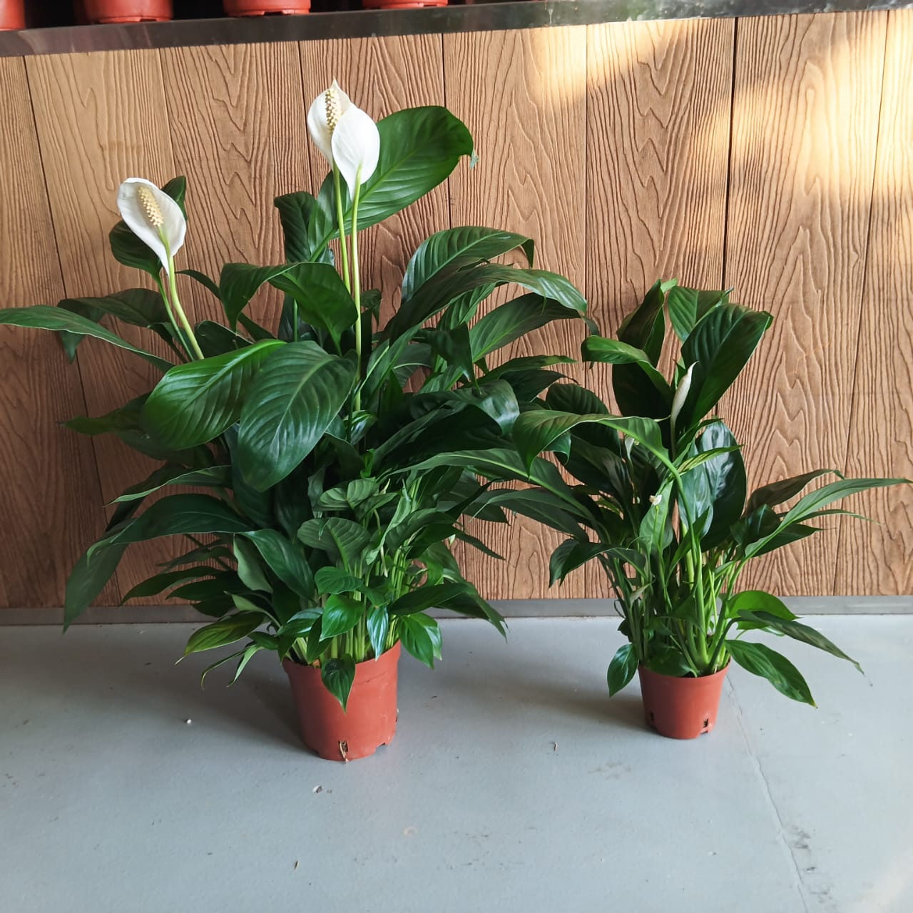 Peace Lily (Big & Small) 2 Pack