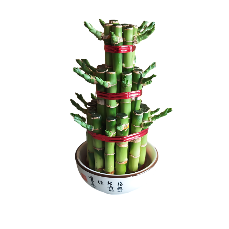 Lucky Bamboo 3 Step Plant