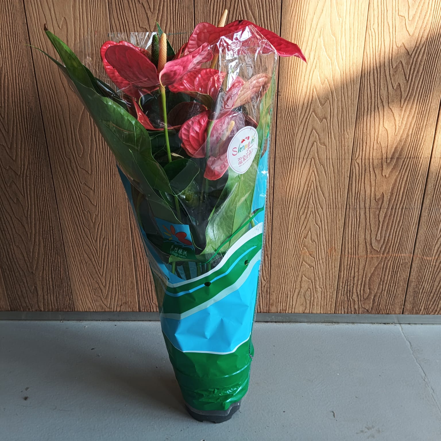 Anthurium Red – Large