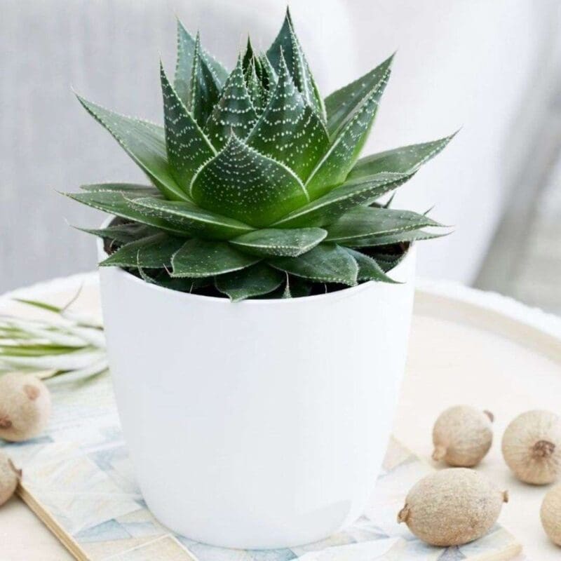 Aloe Aristata Cosmo