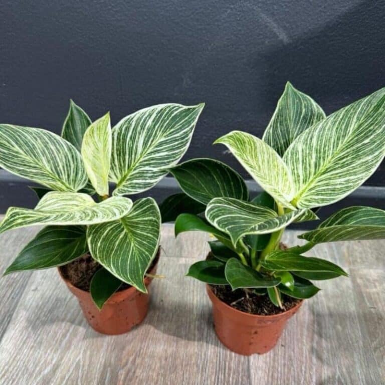 Philodendron White Wave
