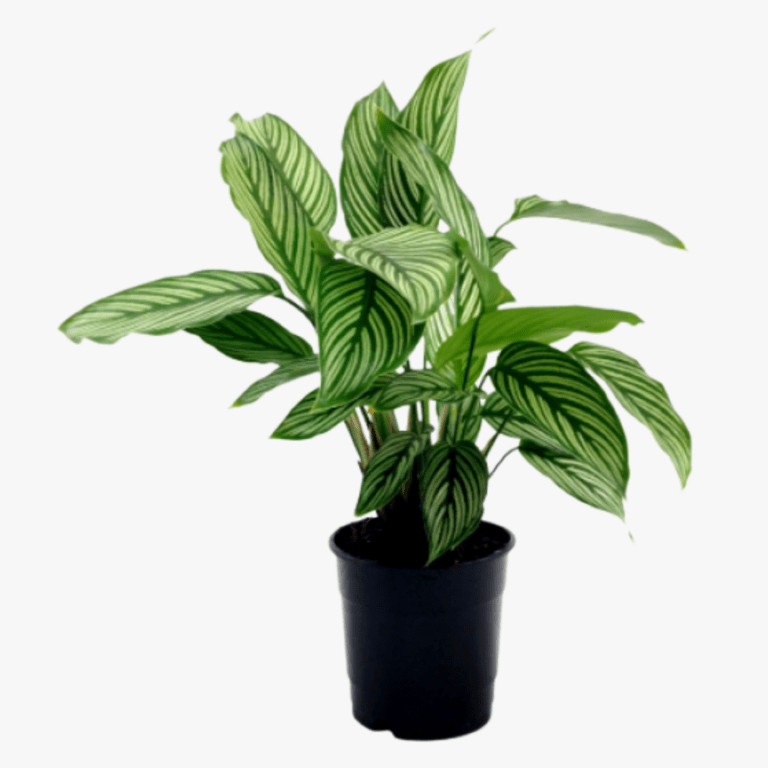 Calathea White Star