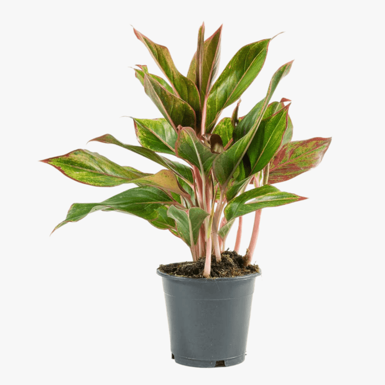 Aglaonema Crete – Chinese Evergreen