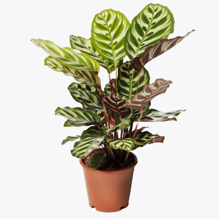 Peacock Plant (Calathea Makoyana)