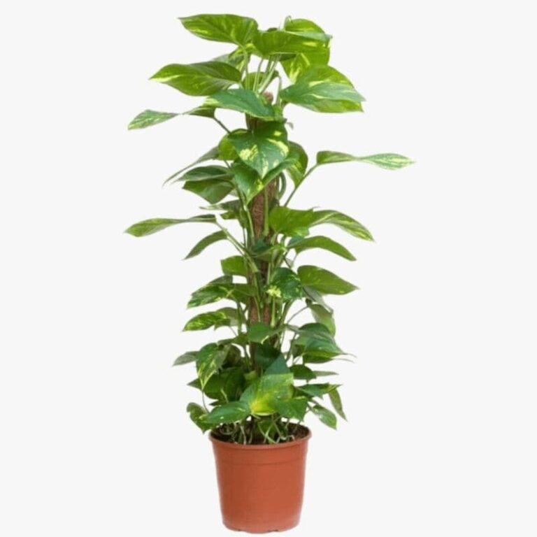 Money Plant