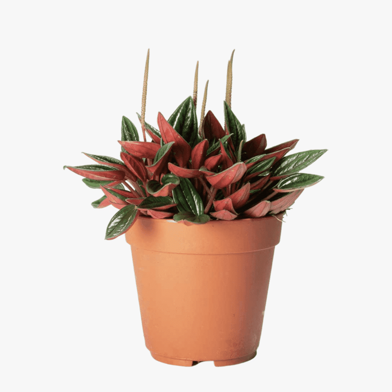 Peperomia Caperata Rosso Bushy