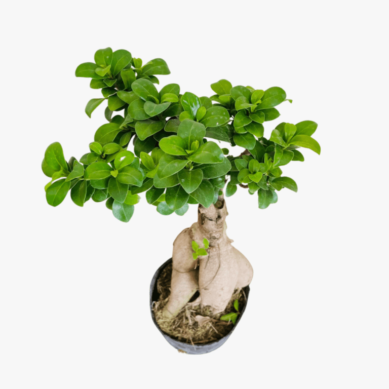 Bonsai Ficus Ginseng Small