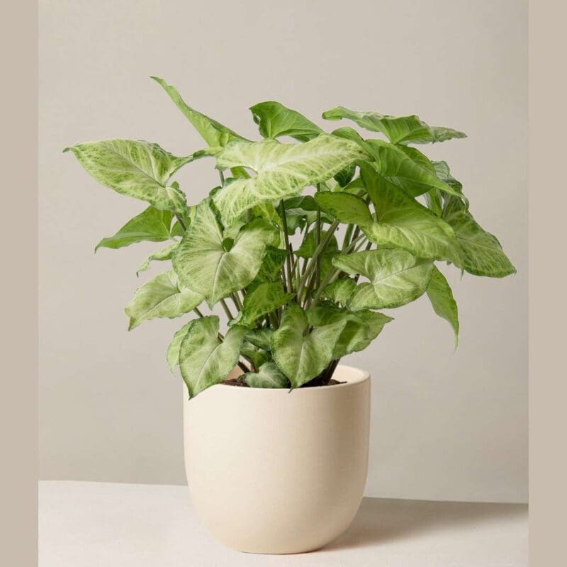 Syngonium Pixie