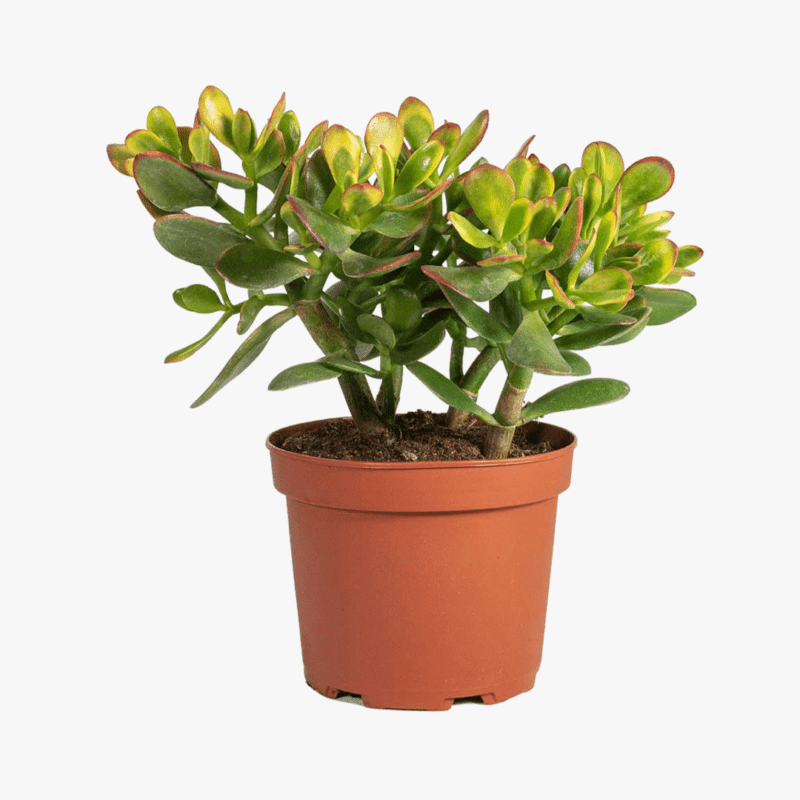 Jade Plant Crassula Ovata Sunset