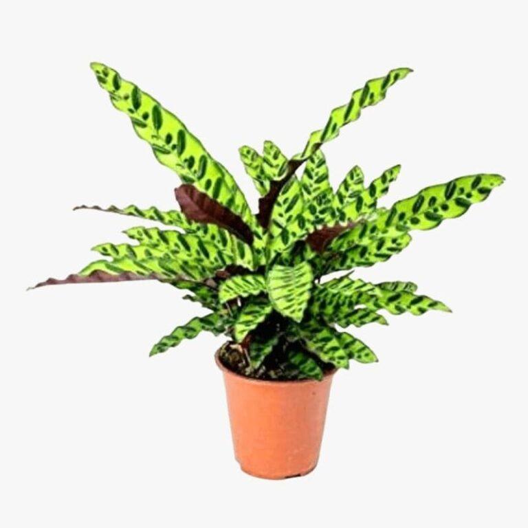 Calathea Lancifolia