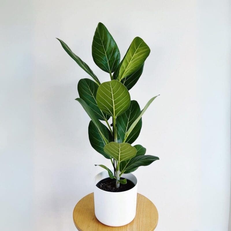 Ficus Audrey