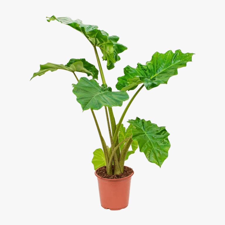 Alocasia Portodora Upright Elephant Ear