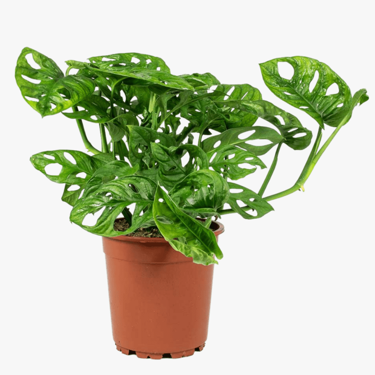 Monstera Monkey Mask