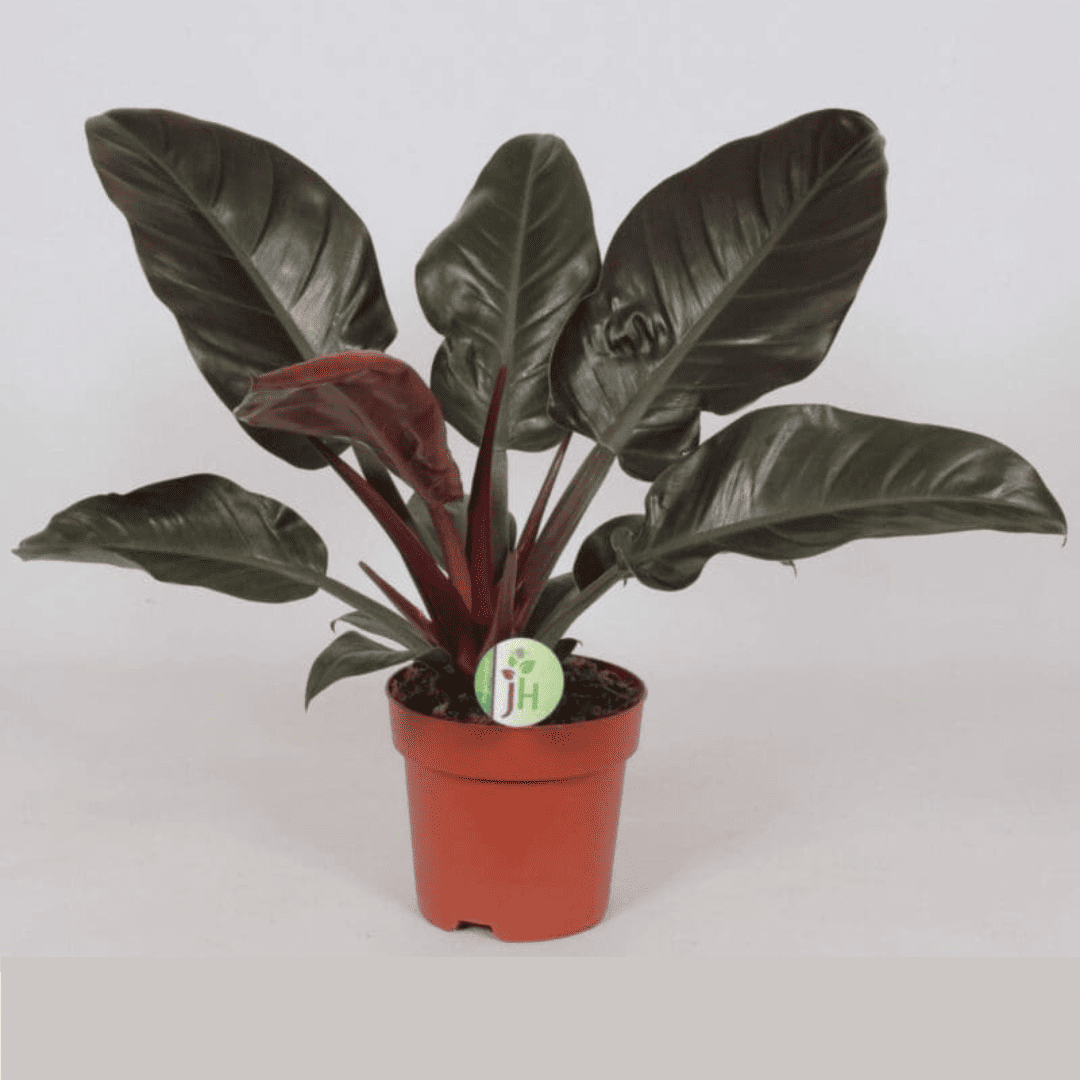 Philodendron Imperial Red